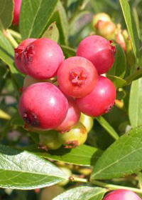 Vaccinium 'Pink Lemonade'